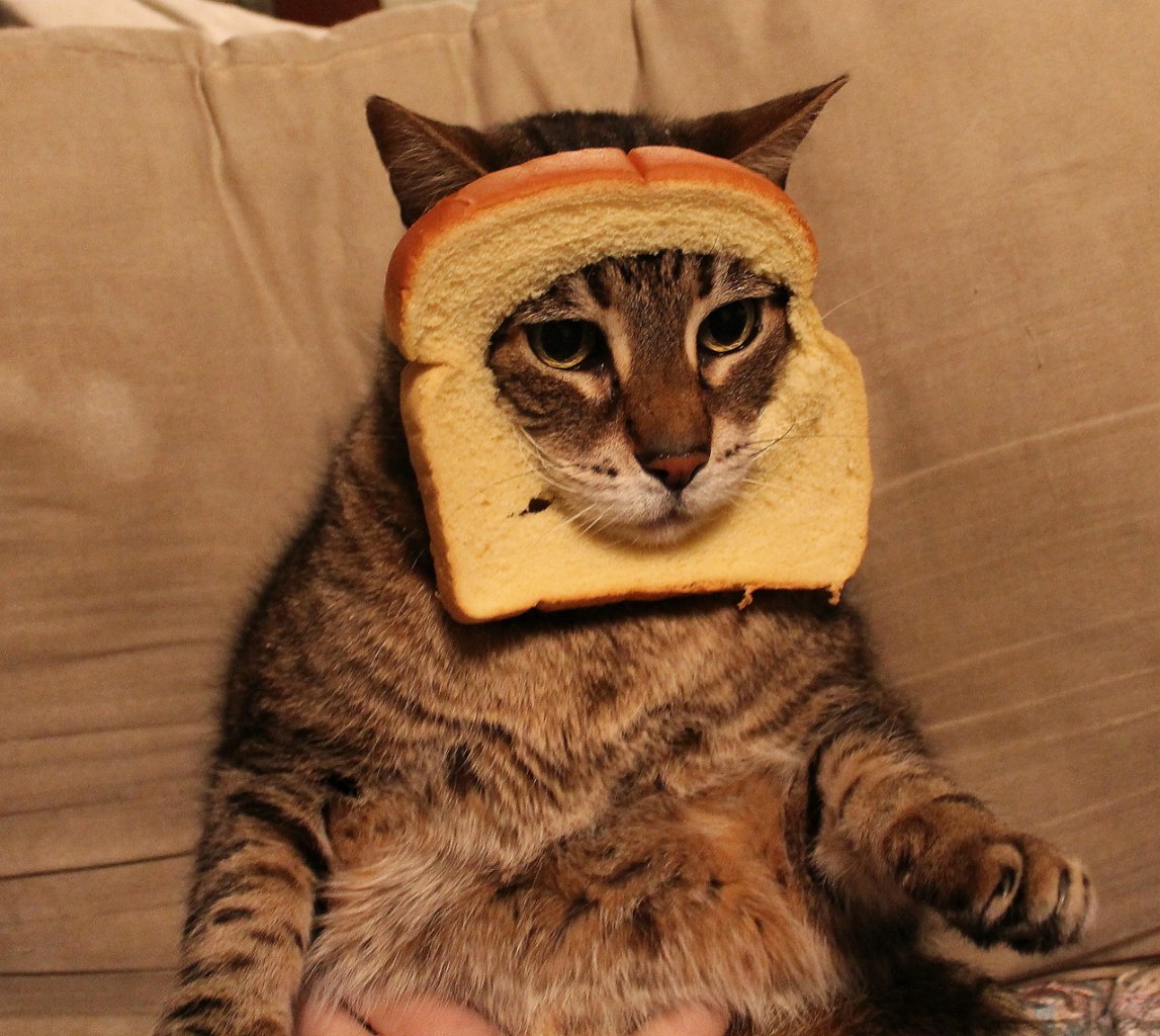 Breadcat - cat, Bread