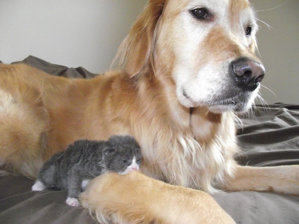 A little cat nicknamed Mouse was born not at all ordinary ... And this is who he has grown into now! - Kindness, cat, The rescue, Longpost, Dog