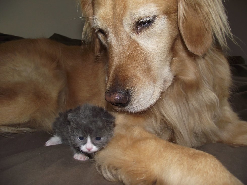 A little cat nicknamed Mouse was born not at all ordinary ... And this is who he has grown into now! - Kindness, cat, The rescue, Longpost, Dog