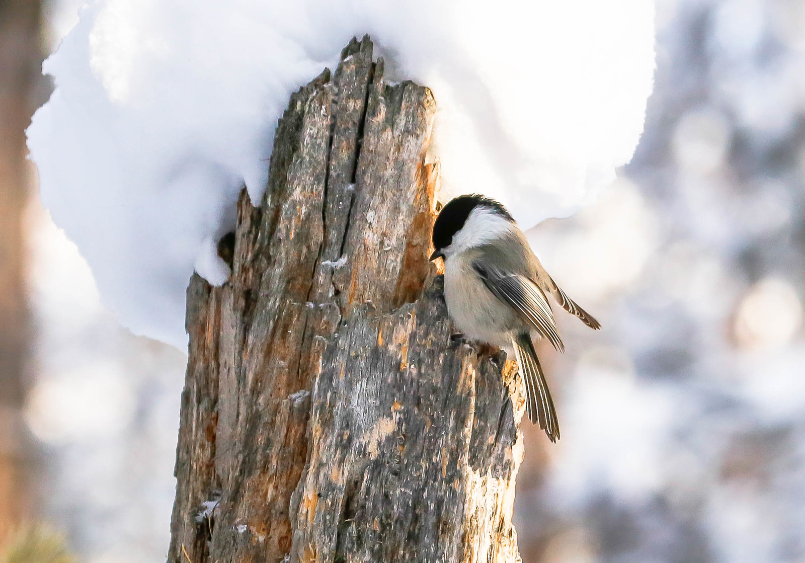 First meeting. - Sable, Barguzin Nature Reserve, Artur Murzakhanov, , Not mine, Longpost, Communication, State Inspector