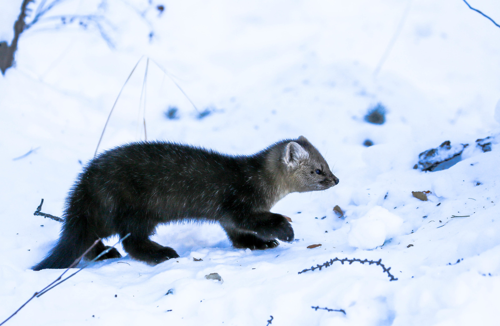 First meeting. - Sable, Barguzin Nature Reserve, Artur Murzakhanov, , Not mine, Longpost, Communication, State Inspector