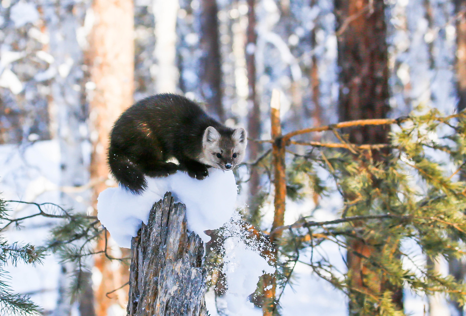 First meeting. - Sable, Barguzin Nature Reserve, Artur Murzakhanov, , Not mine, Longpost, Communication, State Inspector