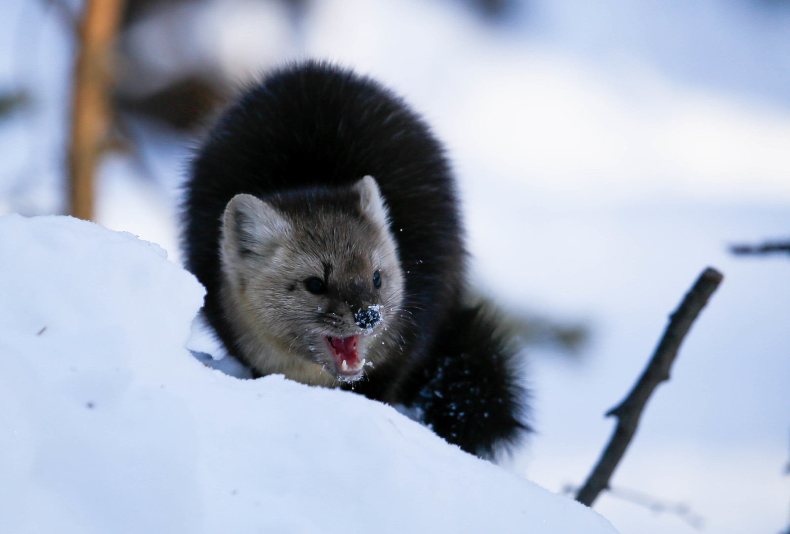 First meeting. - Sable, Barguzin Nature Reserve, Artur Murzakhanov, , Not mine, Longpost, Communication, State Inspector