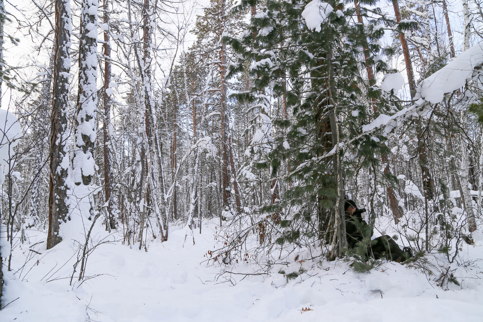 First meeting. - Sable, Barguzin Nature Reserve, Artur Murzakhanov, , Not mine, Longpost, Communication, State Inspector