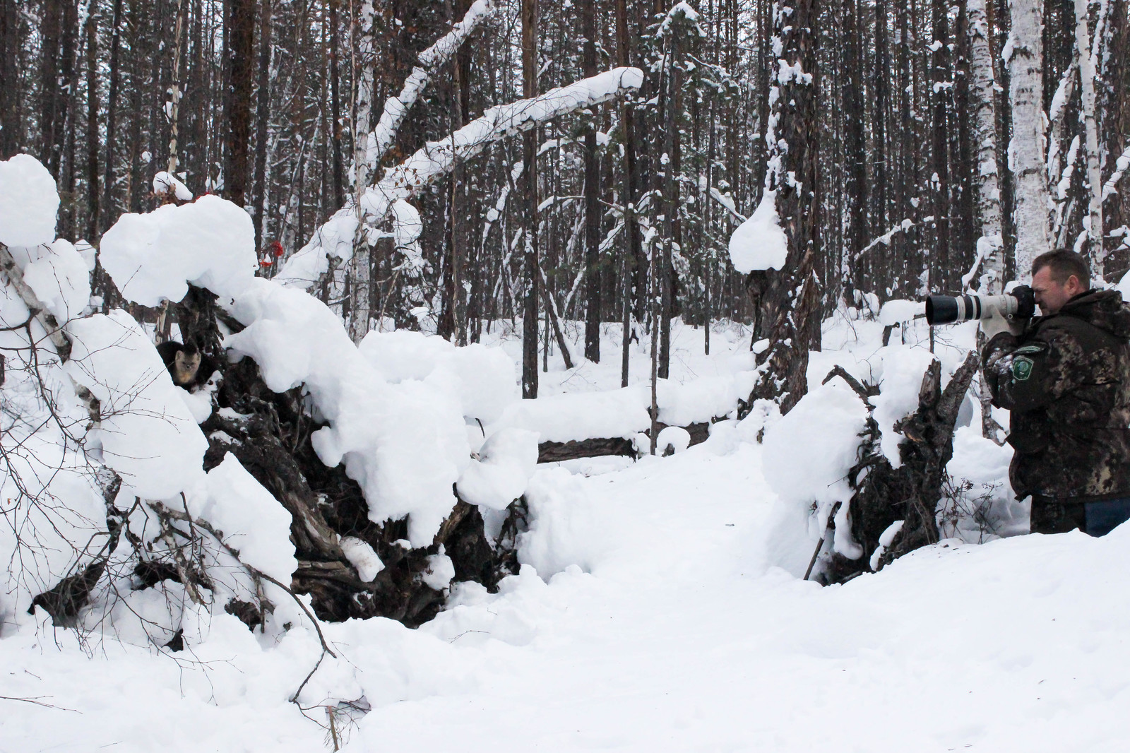 First meeting. - Sable, Barguzin Nature Reserve, Artur Murzakhanov, , Not mine, Longpost, Communication, State Inspector