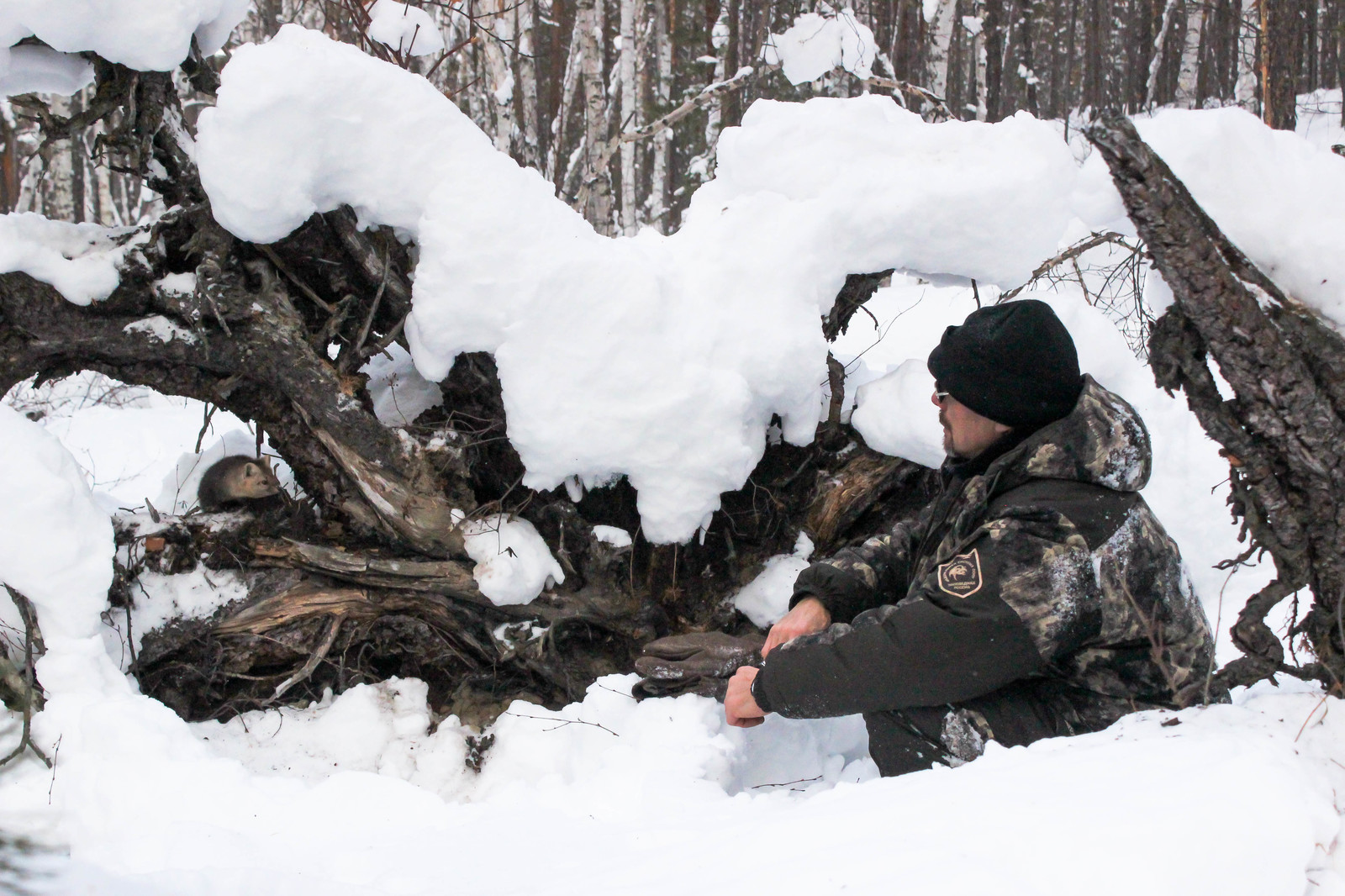 First meeting. - Sable, Barguzin Nature Reserve, Artur Murzakhanov, , Not mine, Longpost, Communication, State Inspector