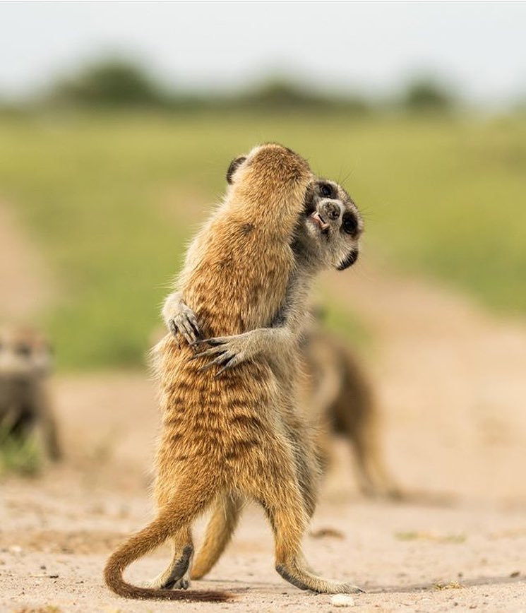 At a meeting of former classmates. - , Animals, , The photo