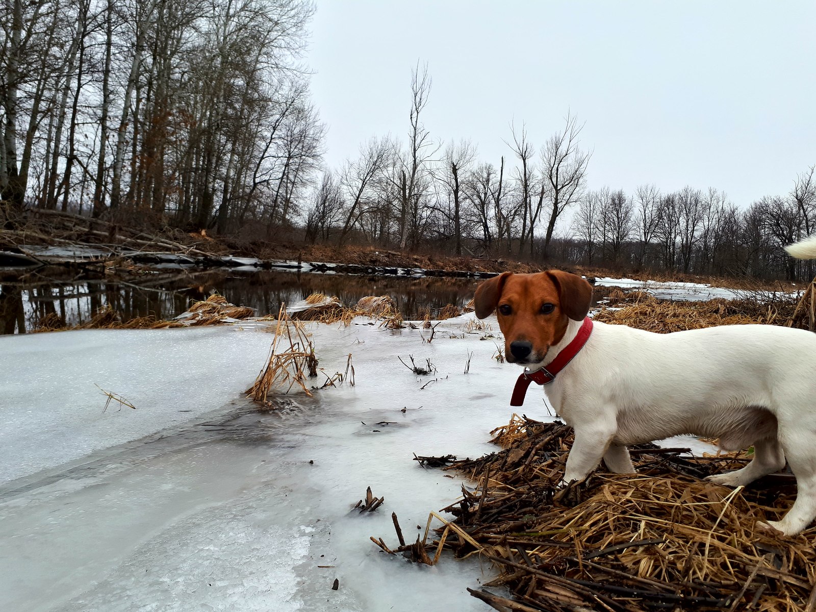 Features of New Year's fishing 2018 - My, Volga, Saratov, A fish, January, Longpost, Volga river, Fishing