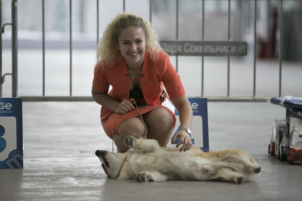 What? Exhibition? No, I'll sleep better - My, Dog, Corgi, Welsh corgi pembroke, Dog show