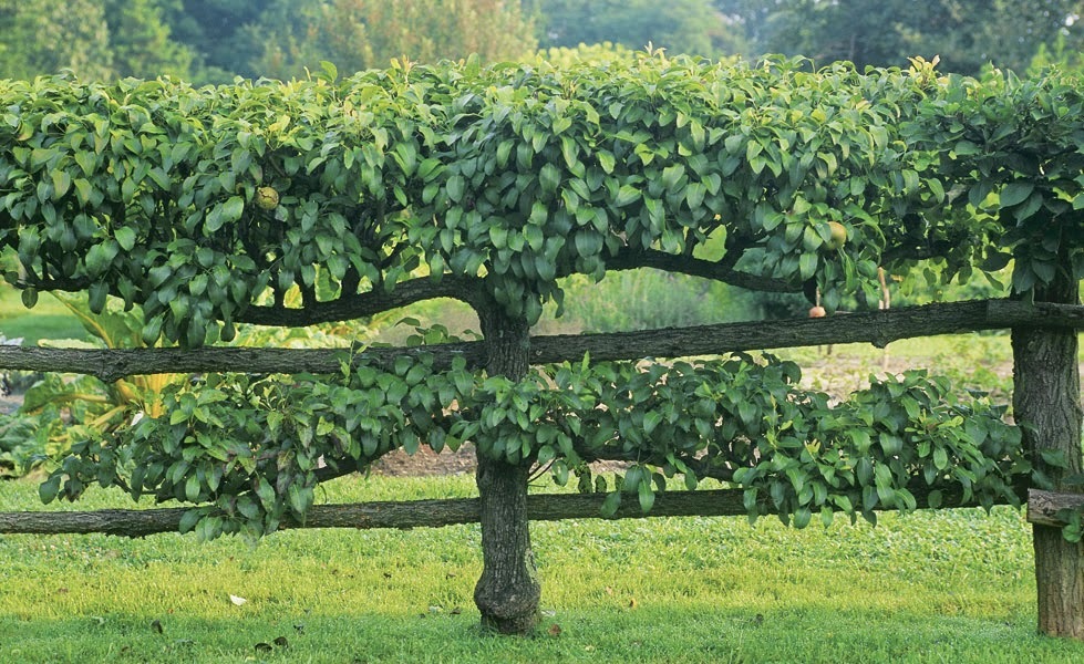 Как вырастить шпалерные яблони только, деревьев, плоды, обрезают, стороны, высаживают, шпалеры, обычно, сделано, выращивания, будут, образом, обрезка, разные, необходимо, также, деревья, плодов, развиваться, ветки