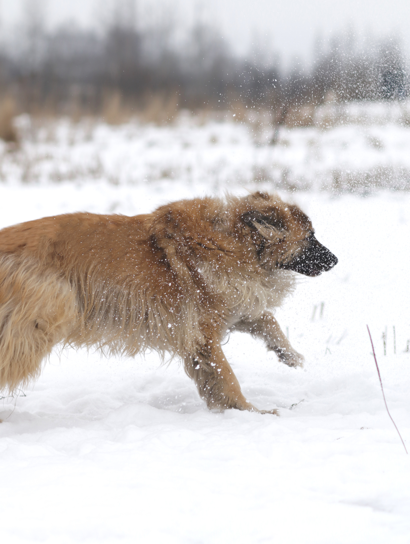 Dog Fog - My, Dog, Sheremetyevo Shelter, Longpost