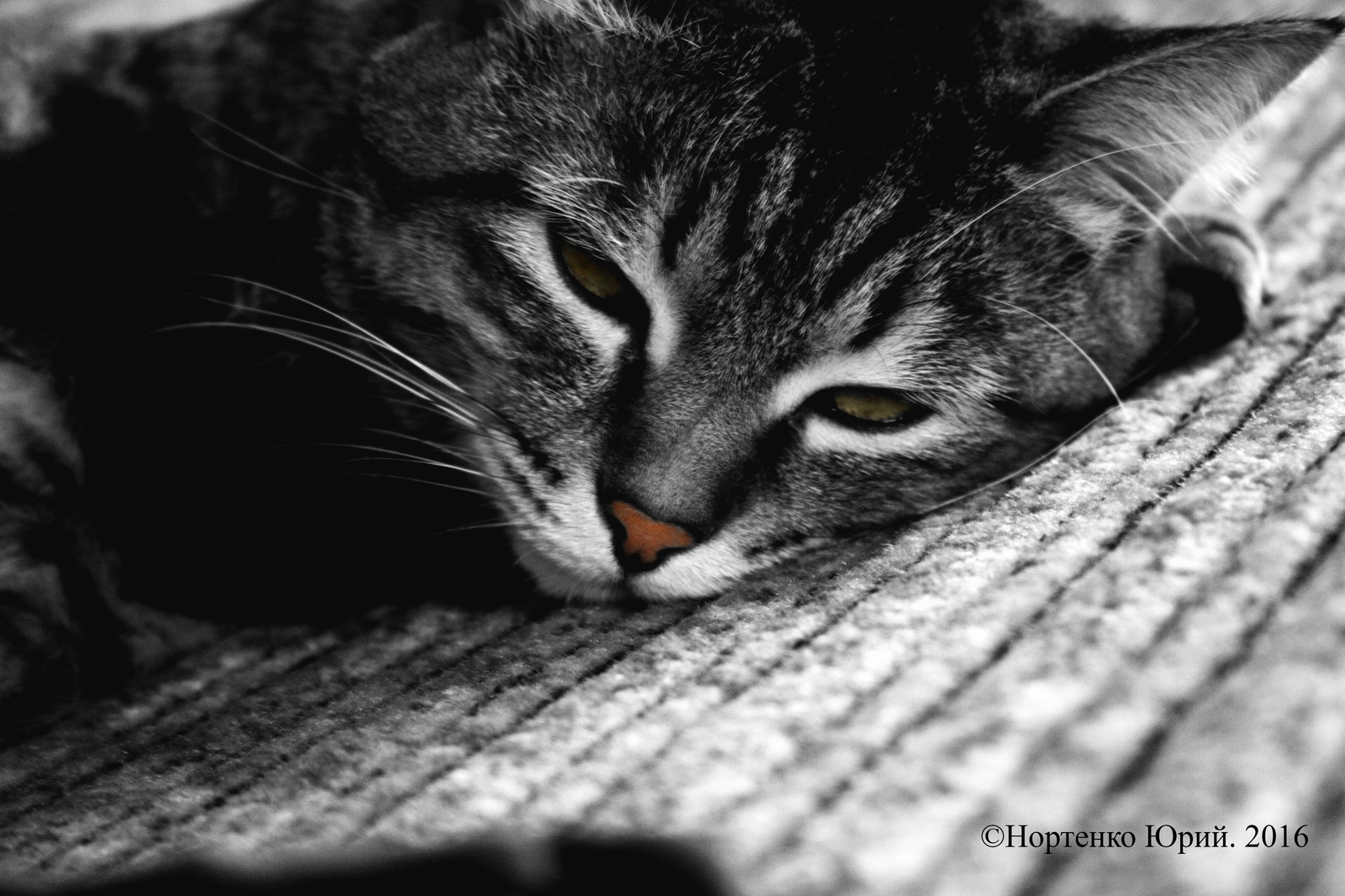 Home pet - My, cat, Black and white photo, The photo, My, Animals