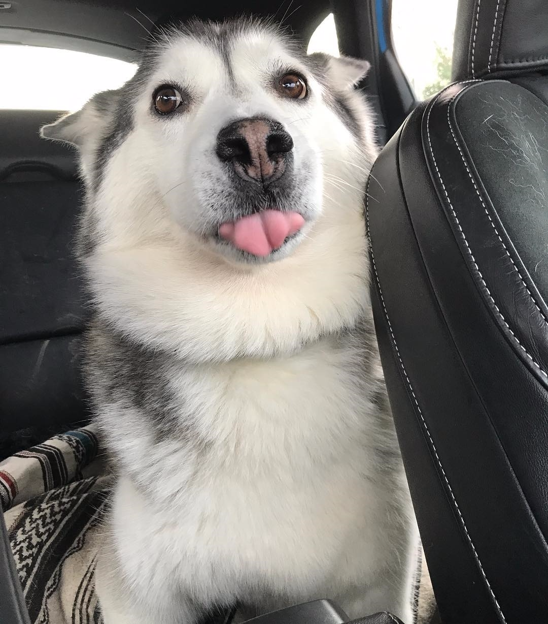 Find someone who looks at you like this dog - Dog, Dogs and people