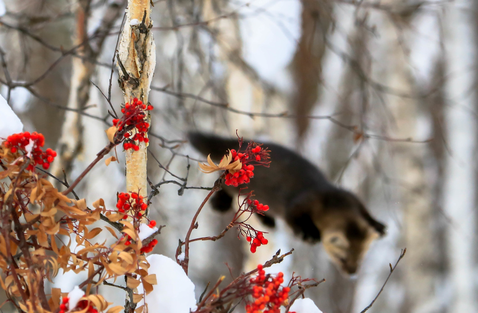 About Sable Baby - 2 - Barguzin Nature Reserve, Artur Murzakhanov, Communication, State Inspector, Longpost, Sable