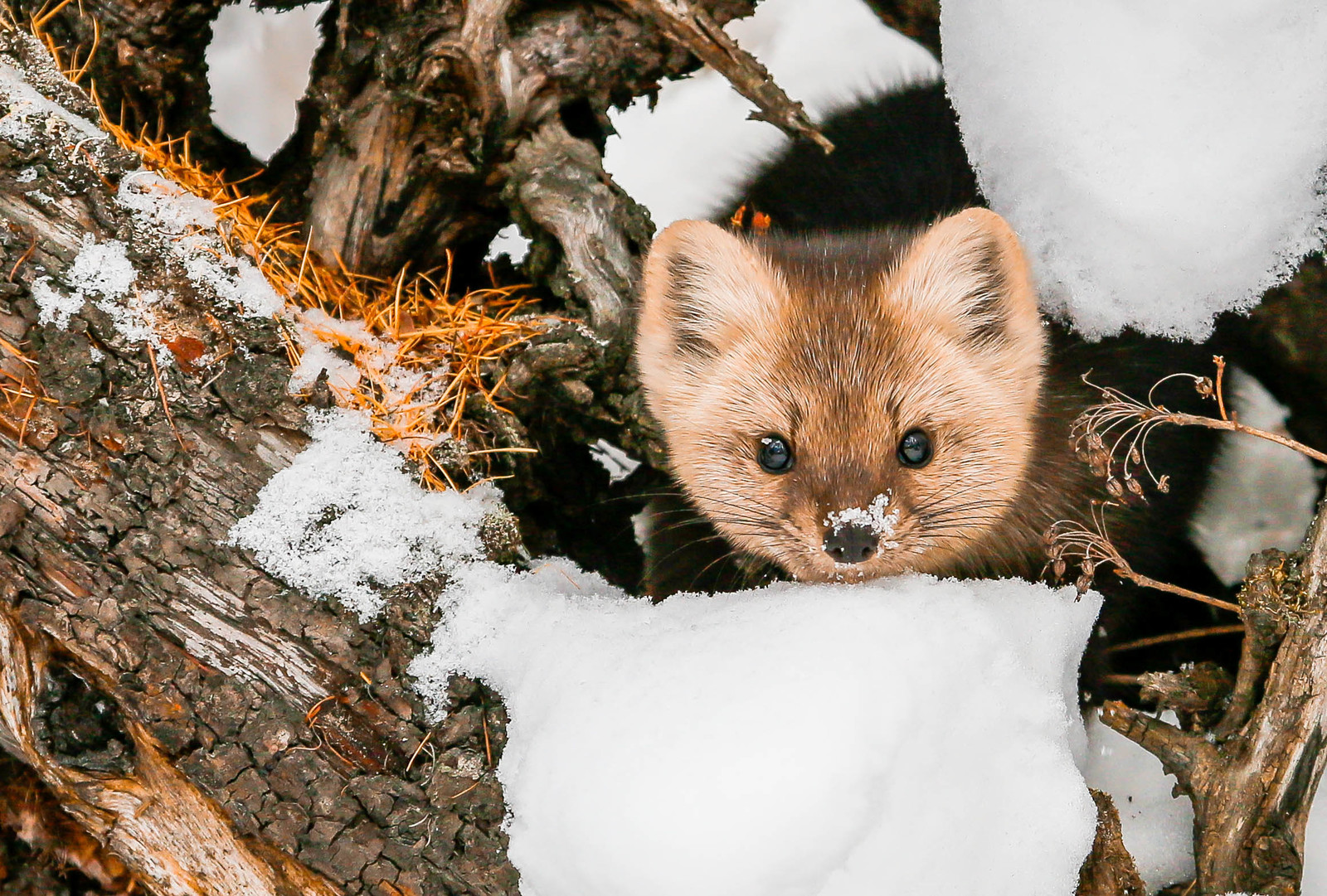 About Sable Baby - 2 - Barguzin Nature Reserve, Artur Murzakhanov, Communication, State Inspector, Longpost, Sable