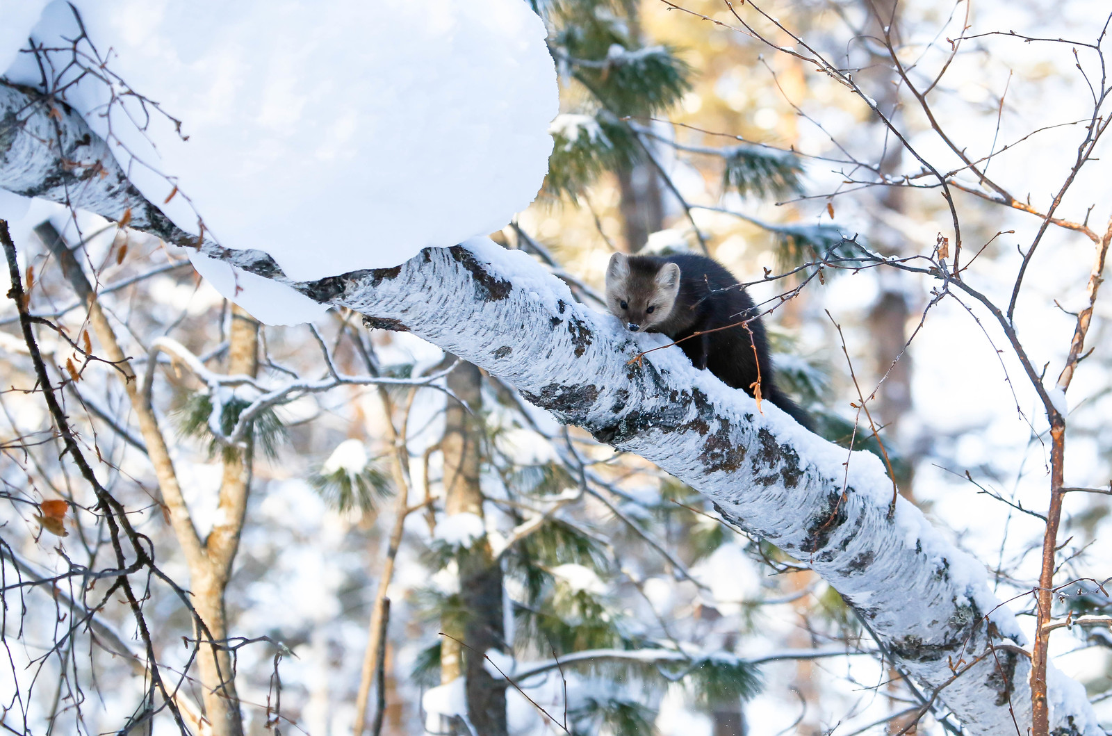 About Sable Baby - 2 - Barguzin Nature Reserve, Artur Murzakhanov, Communication, State Inspector, Longpost, Sable