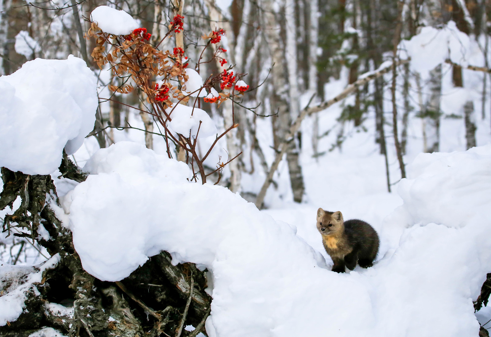 About Sable Baby - 2 - Barguzin Nature Reserve, Artur Murzakhanov, Communication, State Inspector, Longpost, Sable