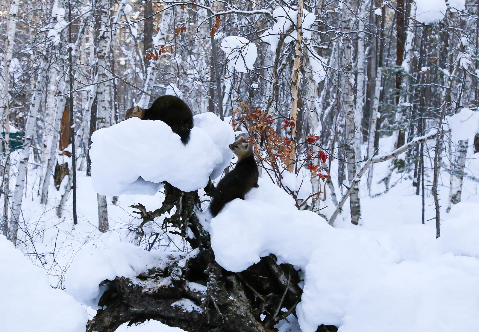 About Sable Baby - 2 - Barguzin Nature Reserve, Artur Murzakhanov, Communication, State Inspector, Longpost, Sable