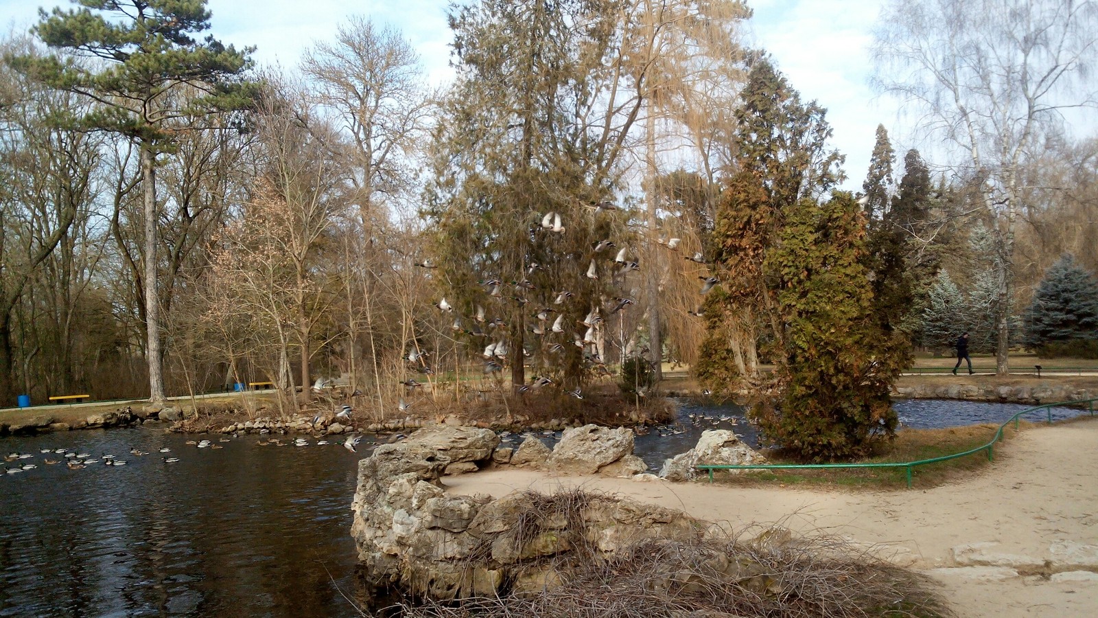 Just ... chasing ducks - My, Duck, Askania-Nova, Grotto, Pond, Winter