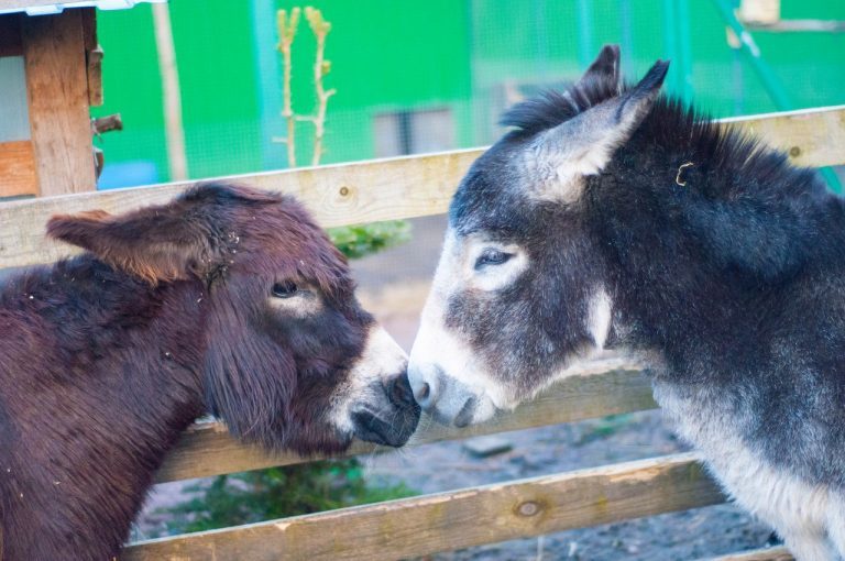 Donkeys took children to the zoo, and then they became unnecessary ... What to do with such animals? - Good, Story, Donkey, Kindness, The rescue, Longpost, Help, Animals, Helping animals