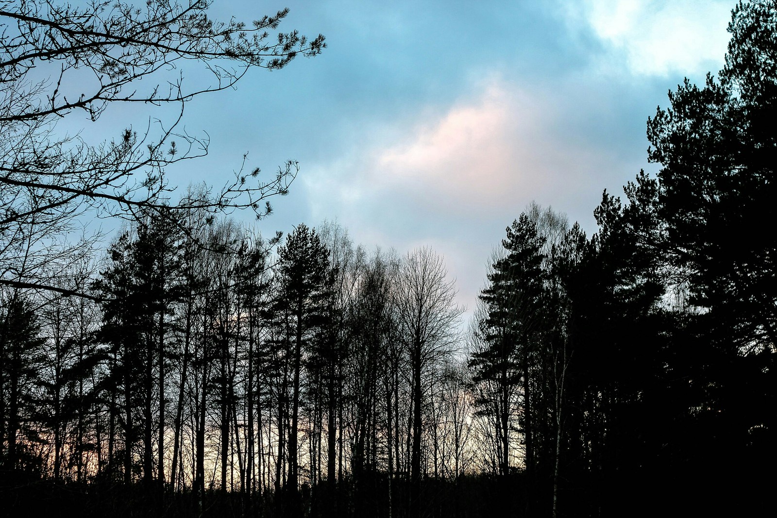 Pskov. - My, Forest, January, The photo, Nature, Canon 1100d, 50mm, Longpost