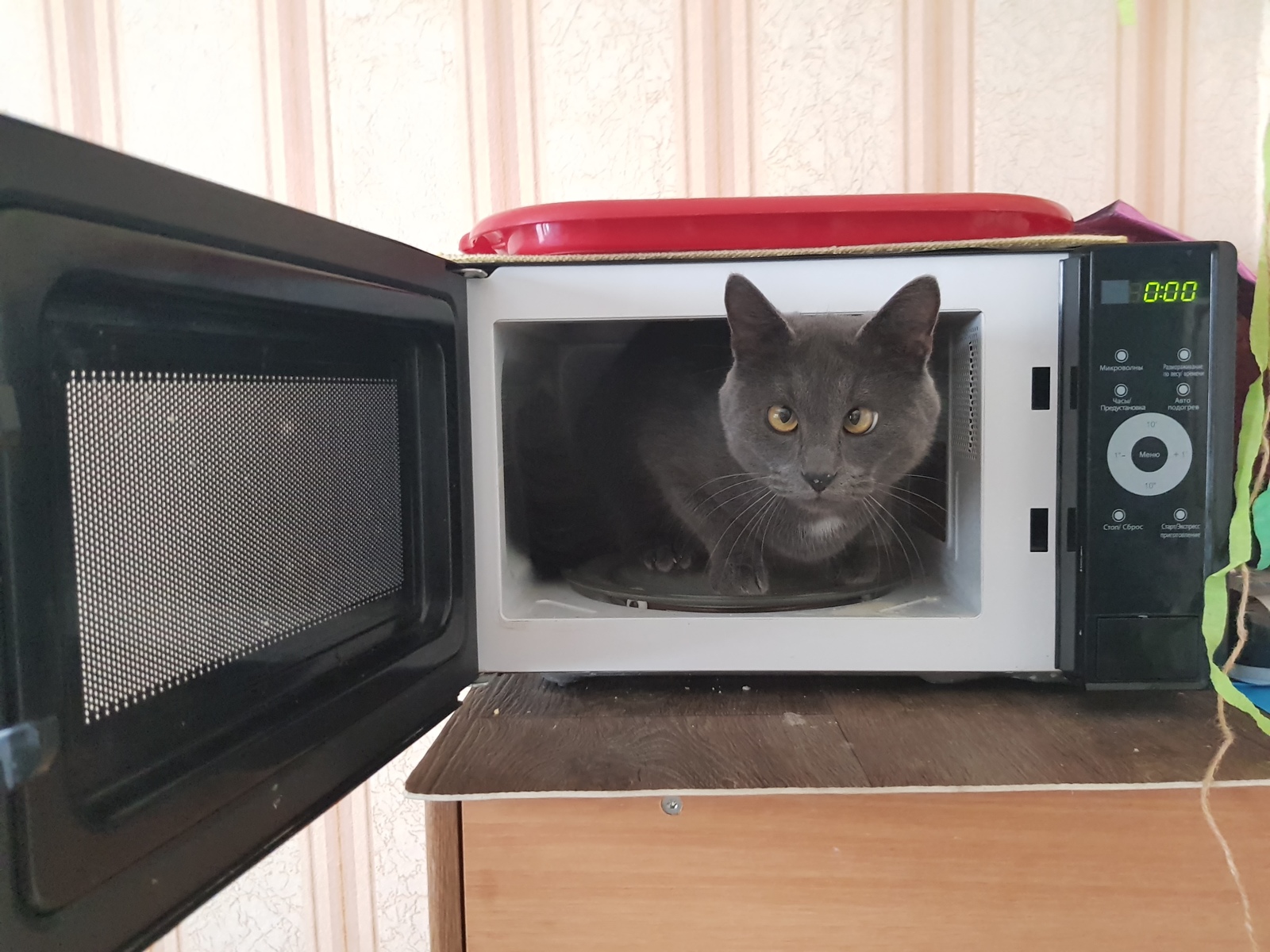 If the child is quiet... - My, cat, Microwave, Children