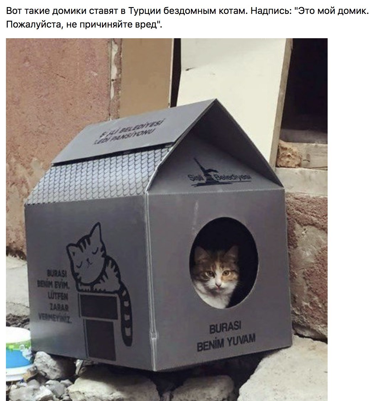 Humanity - cat, House, Humanity