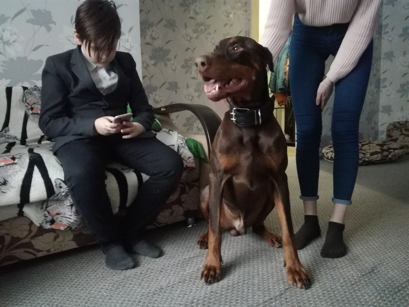 New home for the dog. - My, In a new home, New house, Tver, Doberman, Dog, Cool Dog, Longpost, Help, In good hands, Helping animals