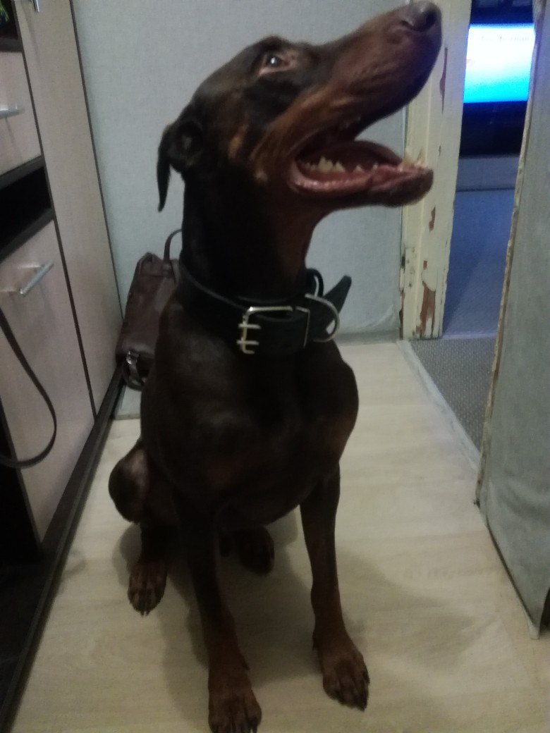 New home for the dog. - My, In a new home, New house, Tver, Doberman, Dog, Cool Dog, Longpost, Help, In good hands, Helping animals