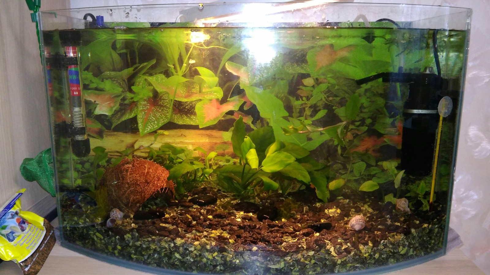 My old dream! - My, Aquarium, Guppy