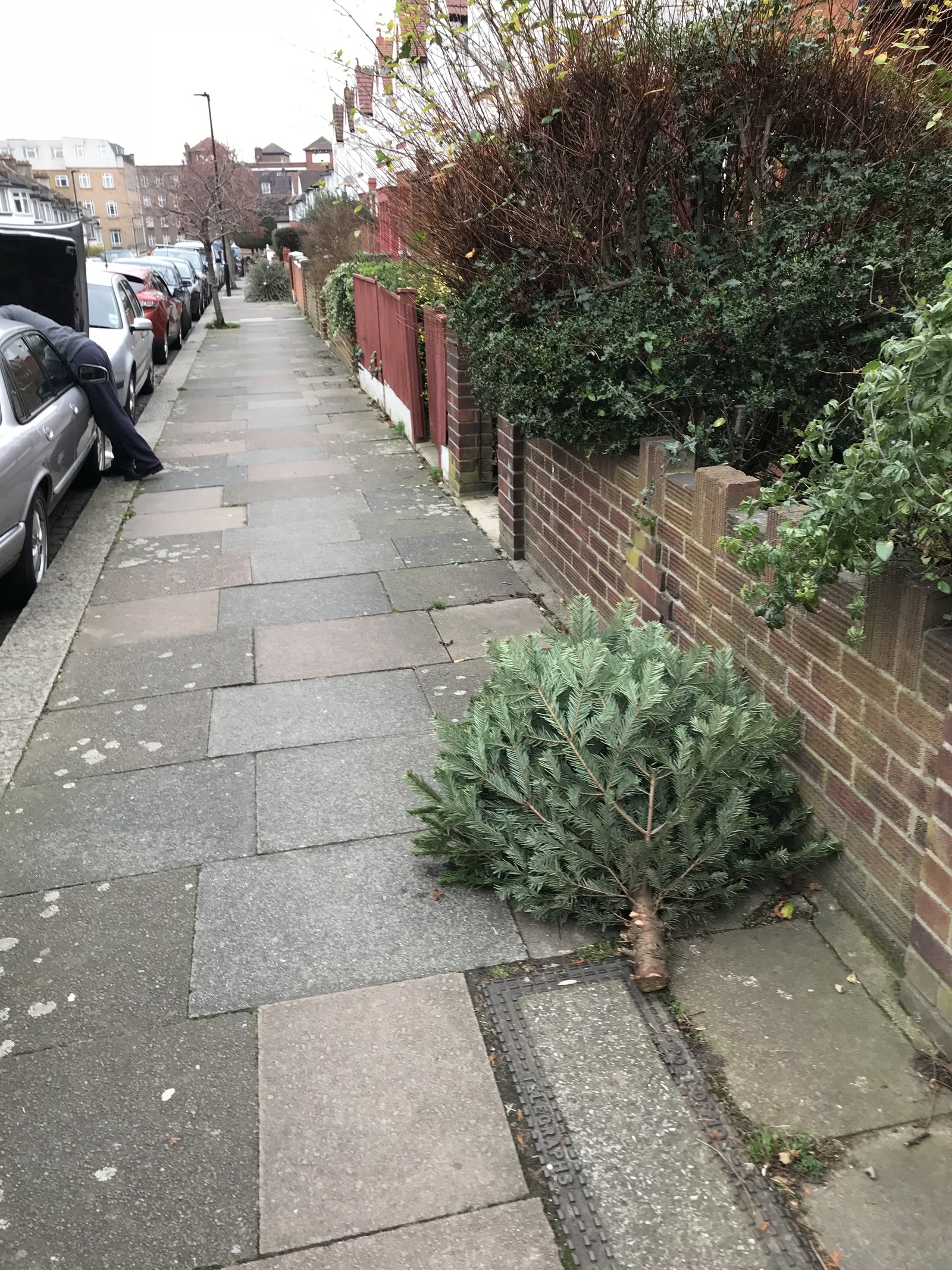 How Christmas trees are thrown away in England - My, Christmas trees, New Year, England, Longpost