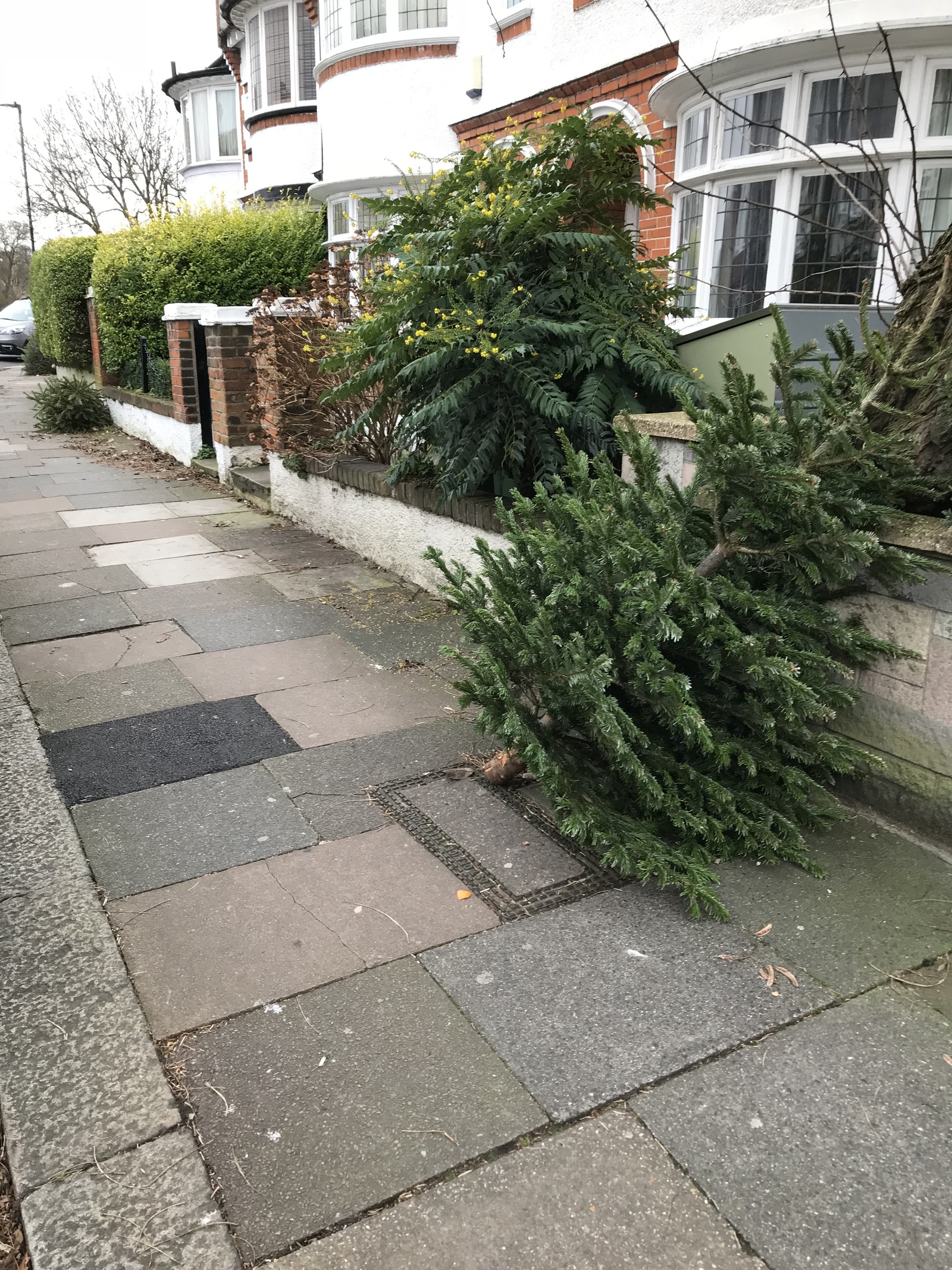 How Christmas trees are thrown away in England - My, Christmas trees, New Year, England, Longpost