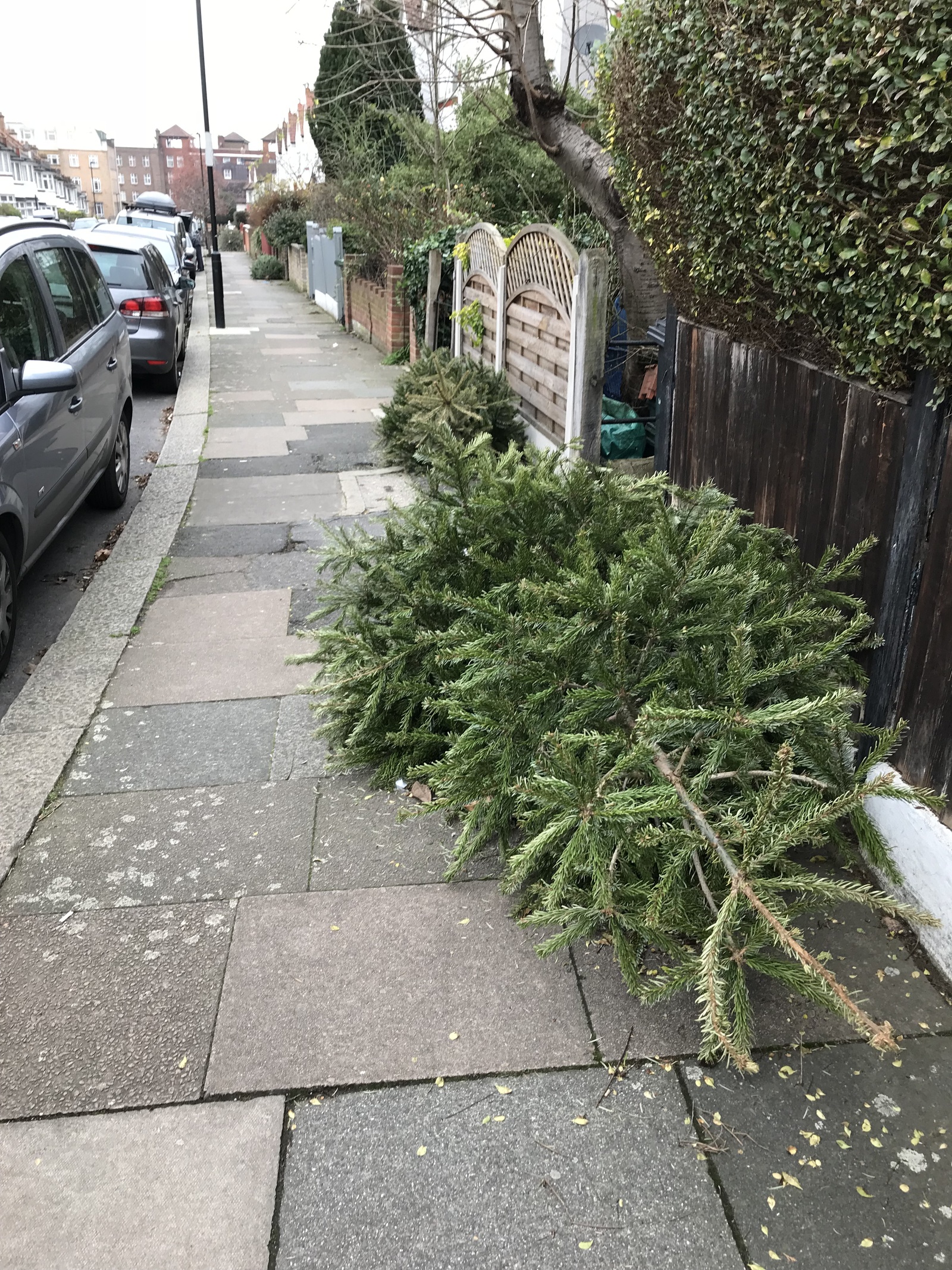 How Christmas trees are thrown away in England - My, Christmas trees, New Year, England, Longpost