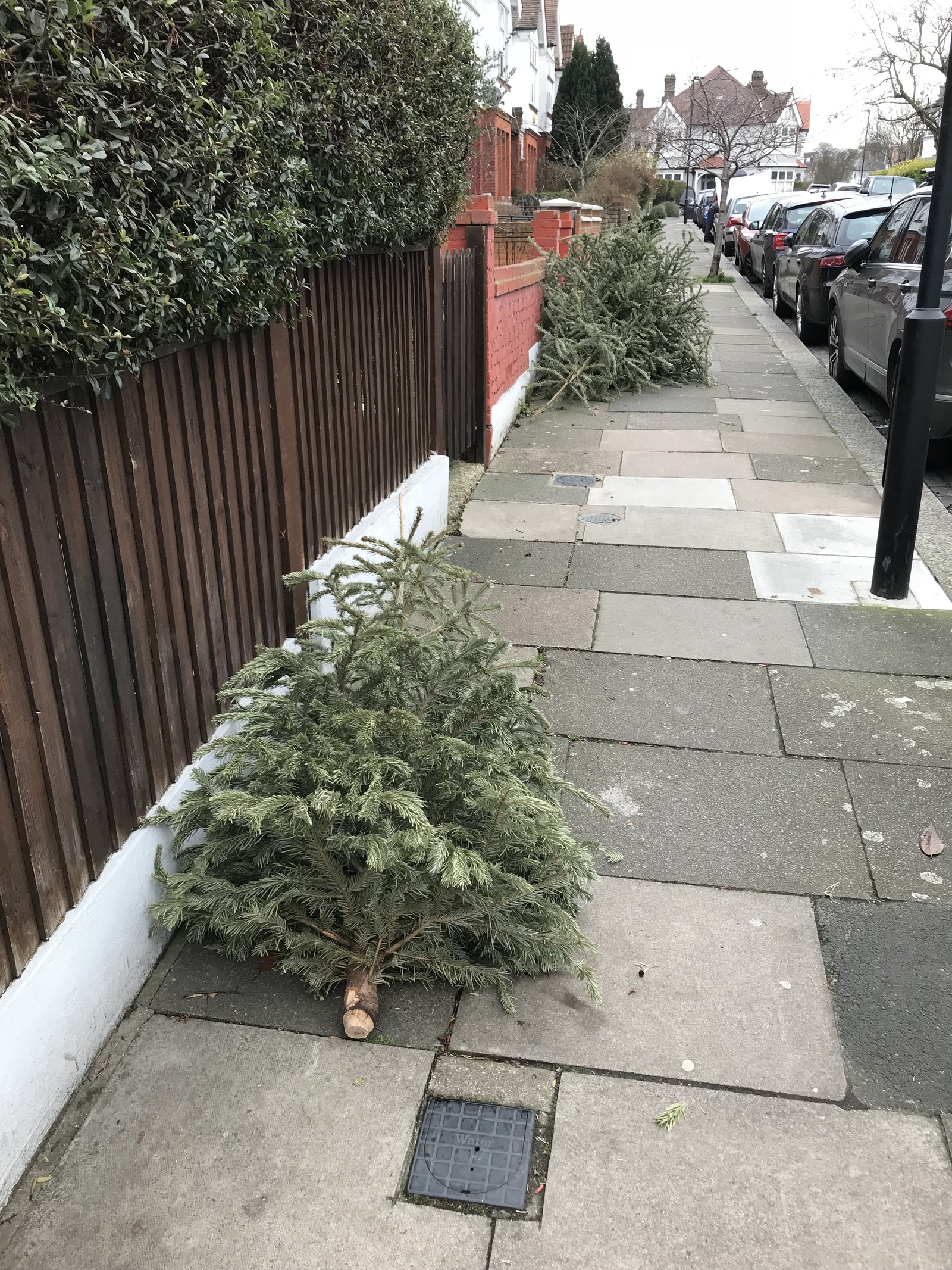 How Christmas trees are thrown away in England - My, Christmas trees, New Year, England, Longpost