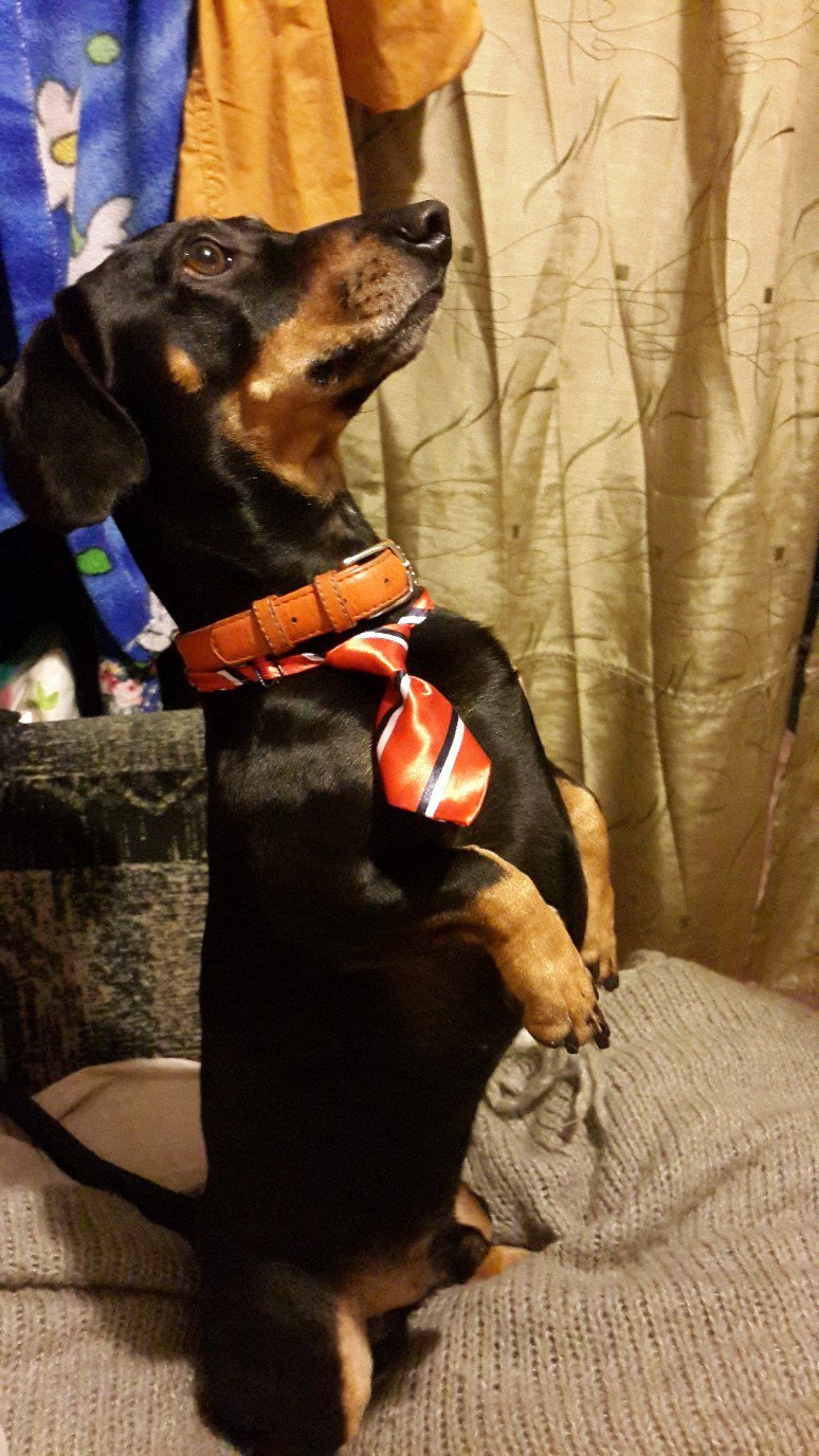 Gave the dog a tie - My, Dachshund, Dog, Tie, Interview, The photo, Longpost