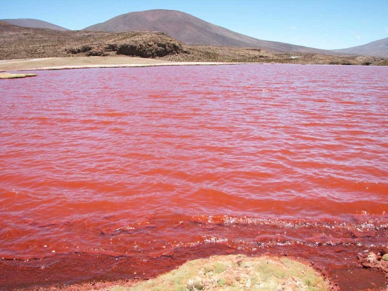 Красное море красная вода водоросли