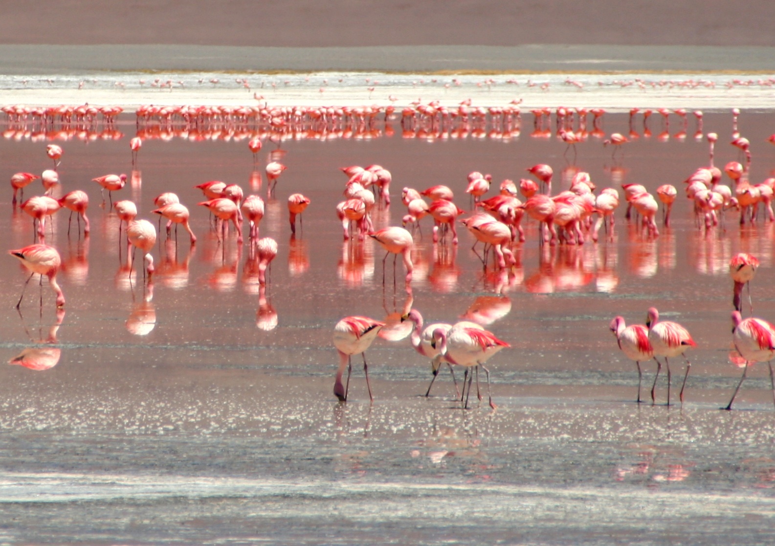 Боливия розовое озеро