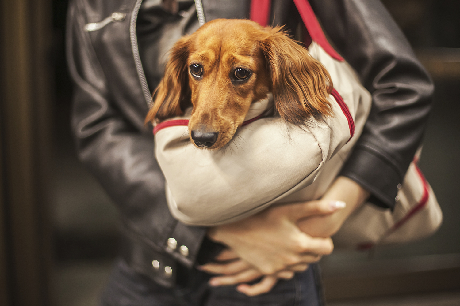 When you wait for her to come. - My, Dog, Prague, Mood, Friend of human, Lifestyle, Czech, Longpost