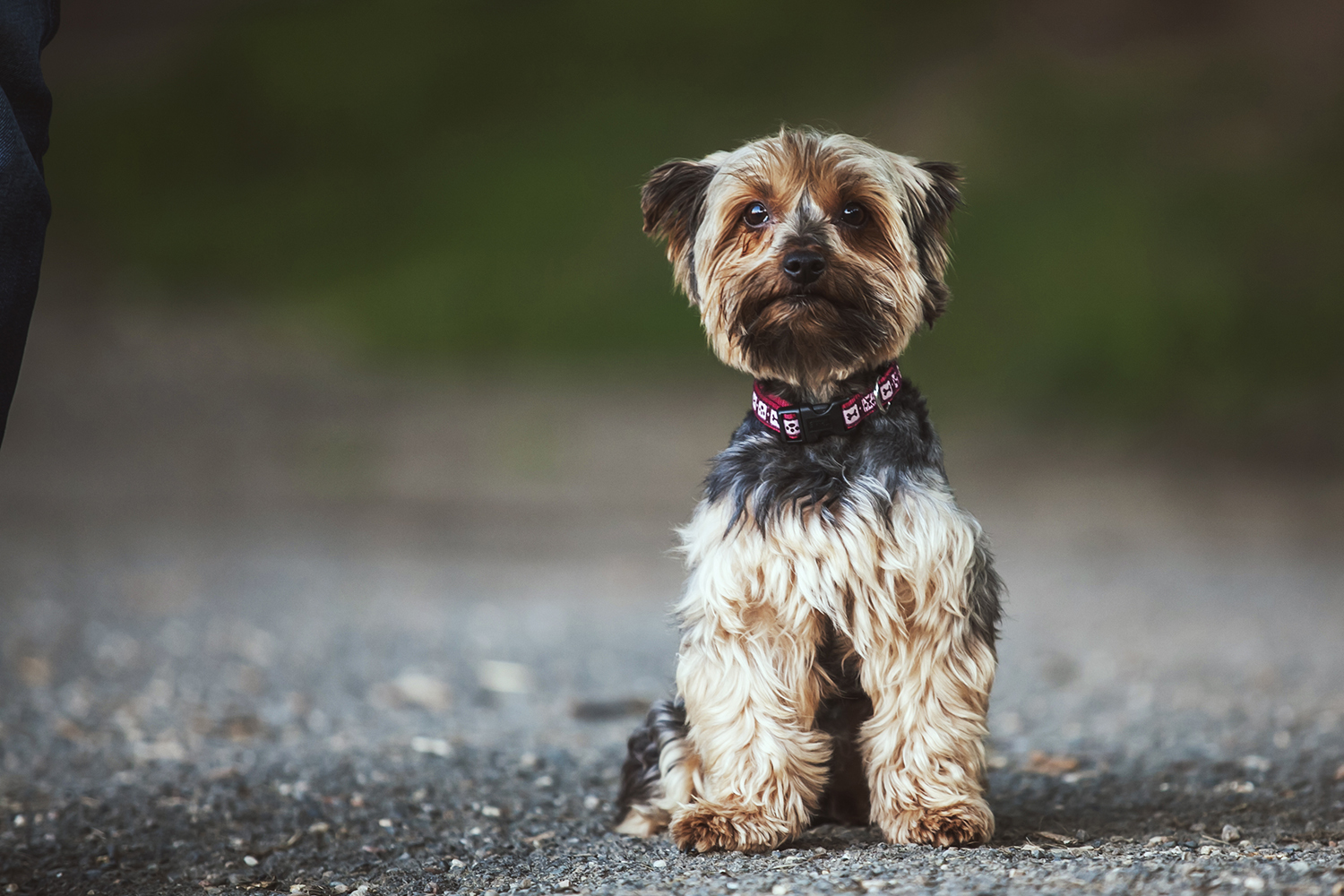 When you wait for her to come. - My, Dog, Prague, Mood, Friend of human, Lifestyle, Czech, Longpost