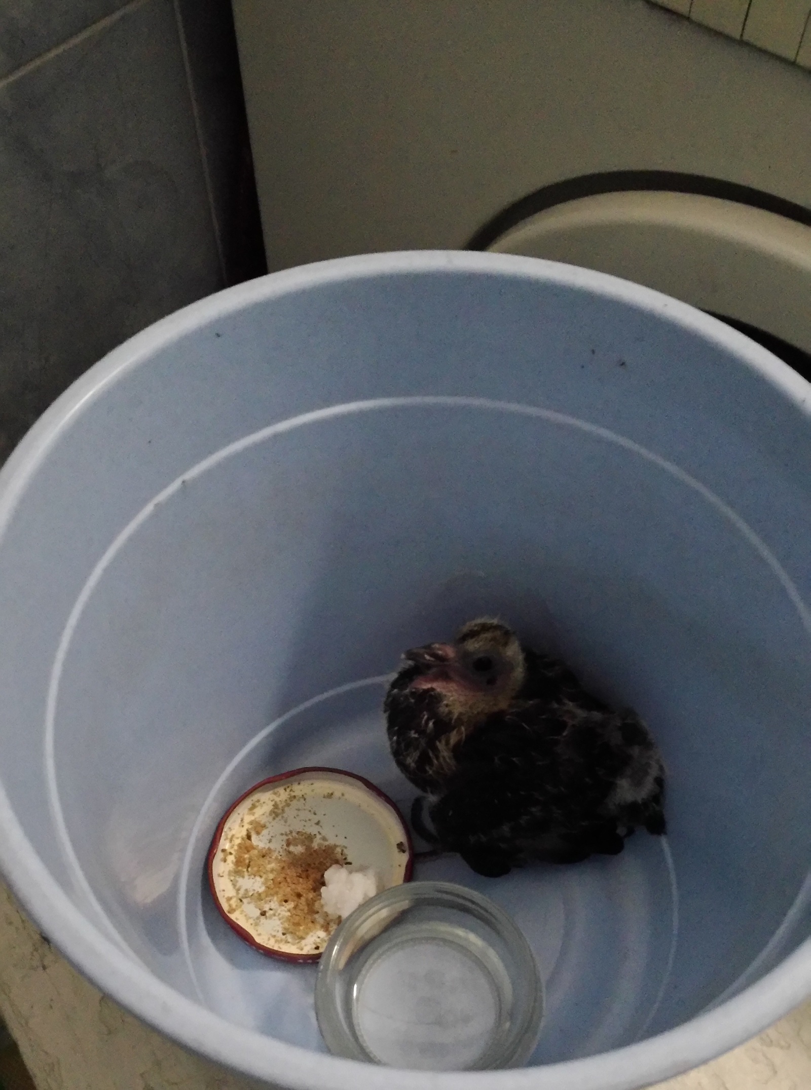 Rescuing a chick from ventilation. - My, Pigeon, Chick, The rescue, Animal Rescue, Longpost