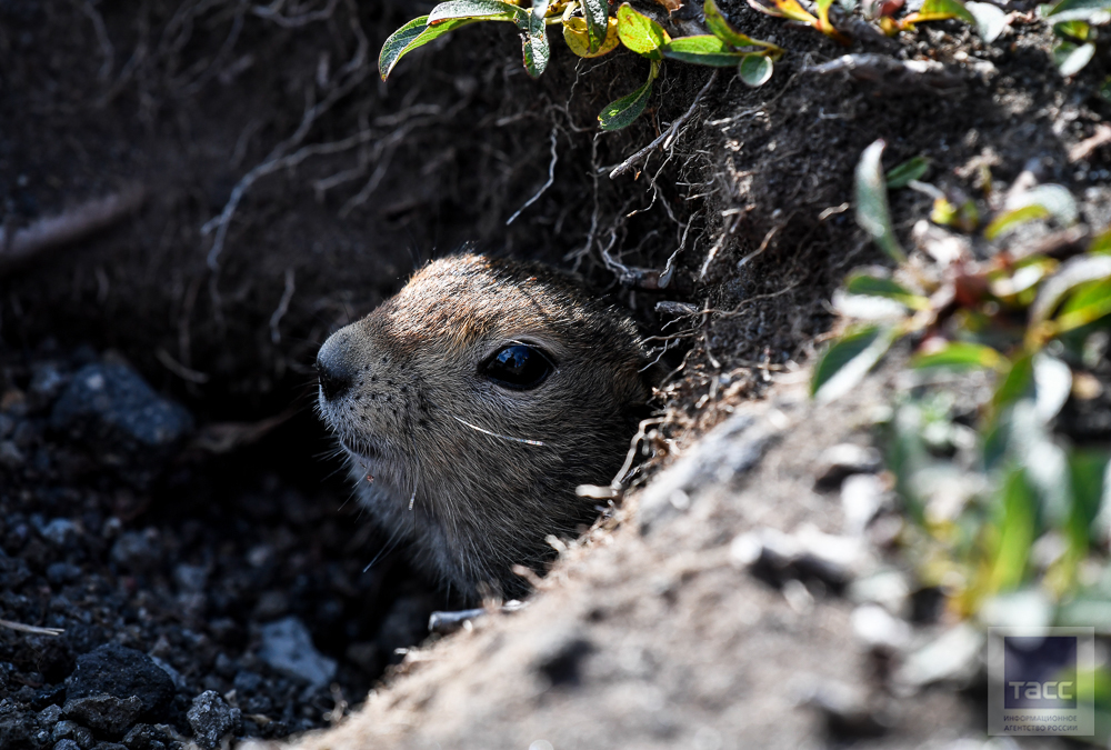 Kamchatka Evrazhki - Kamchatka, Evrazhka, Longpost