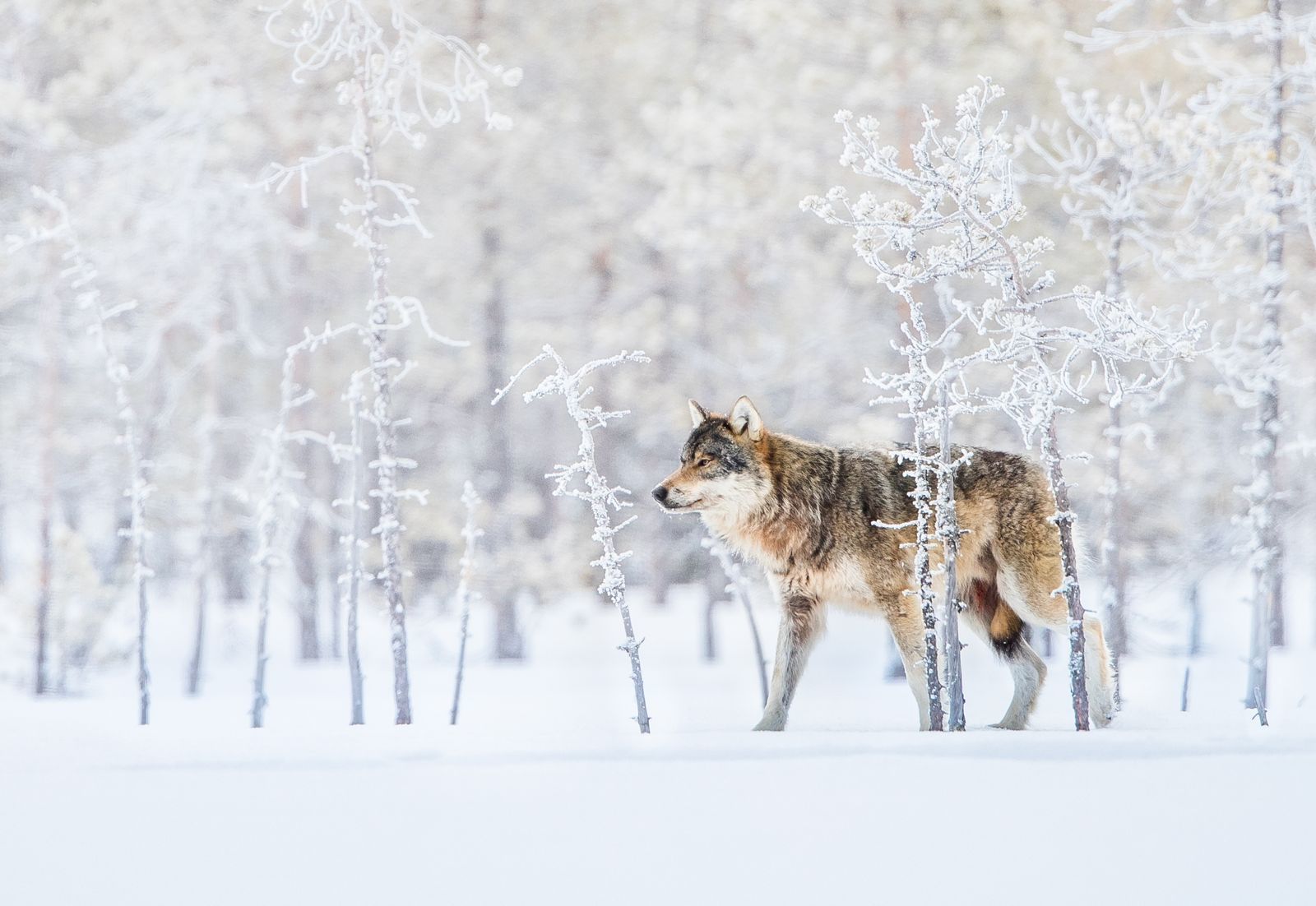 A selection of gorgeous photos from National Geographic - Beautiful places, The photo, A selection, The national geographic, Beautiful view, Longpost