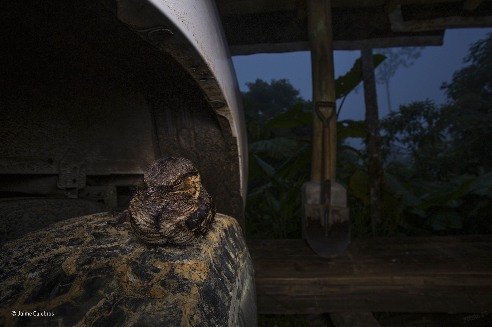 Overnight on the tire: - Birds, Night, Dream, The photo, Interesting, Find