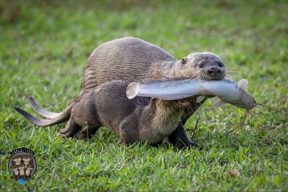 And today we have fish Thursday! - Otter, Fishermen, 