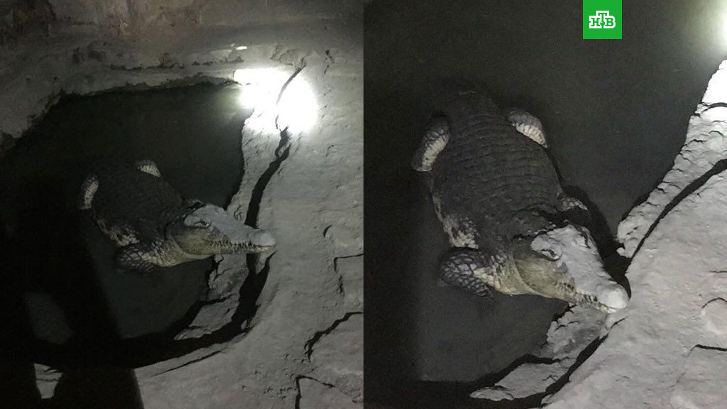 Crocodile in the basement of a house in St. Petersburg - Crocodile, Basement, Saint Petersburg, Fake, Not fake, Crocodiles