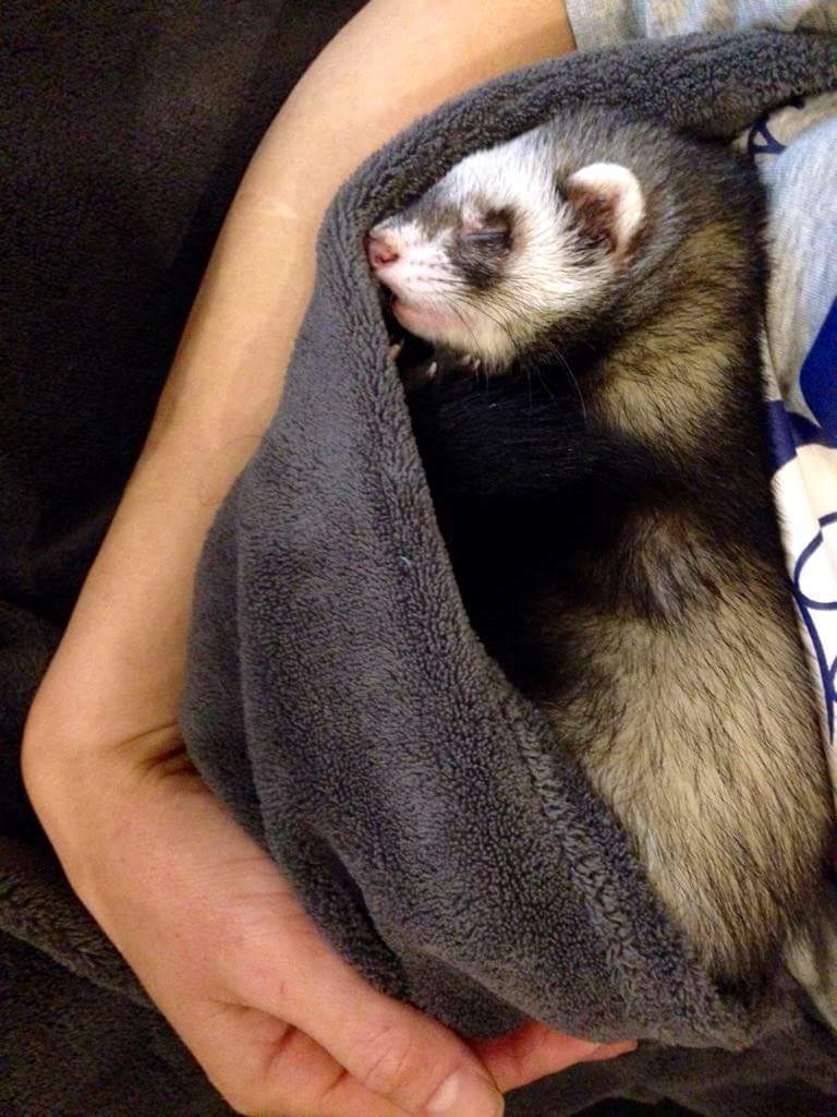 Sleep#style - My, Ferret, Good