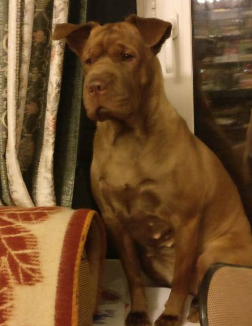 Lost dog, Shar-Pei mix. 4.01.18 - My, The dog is missing, , Dog, Help, Help me find, Longpost, Moscow