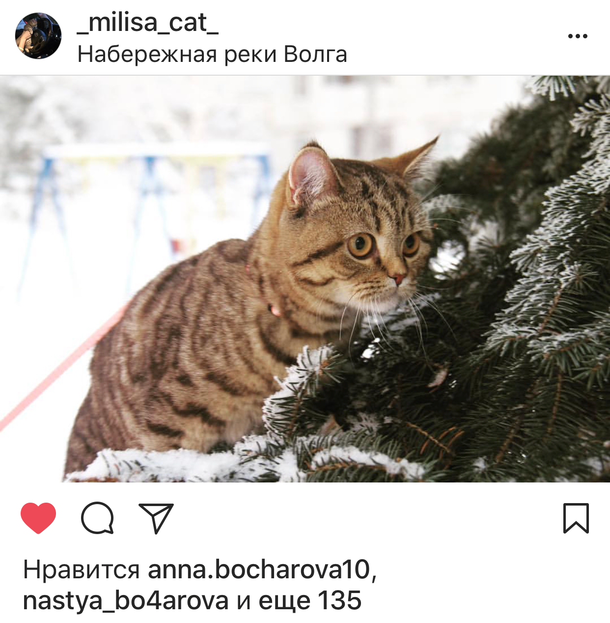 She has more likes than many people on Instagram - cat, British cat