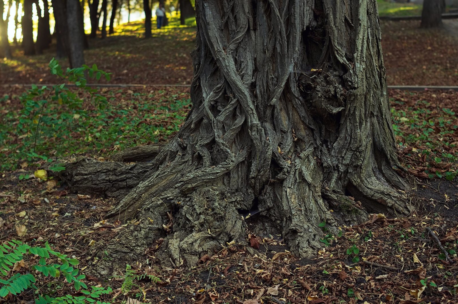 Stavropol through the eyes of a tourist 2/2 - My, Stavropol, Stavropol region, The photo, Autumn, Longpost