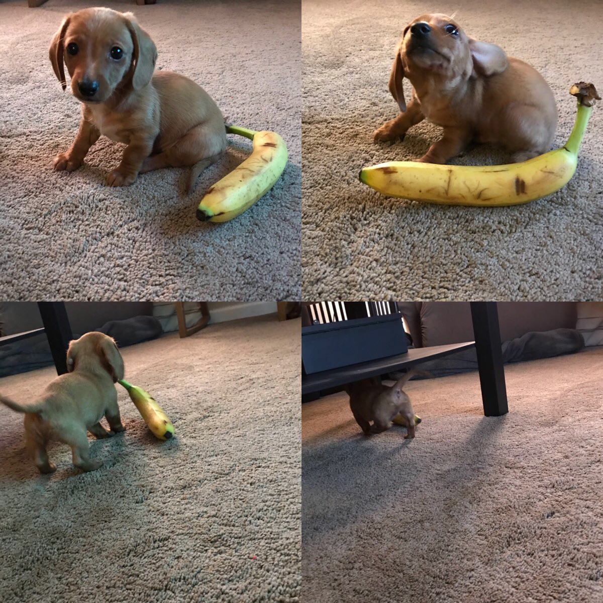 “I wanted to take a picture of my pygmy dachshund with a banana for scale, but Rusty had his own ideas” - Dog, Dachshund, Banana, Supplies, From the open spaces